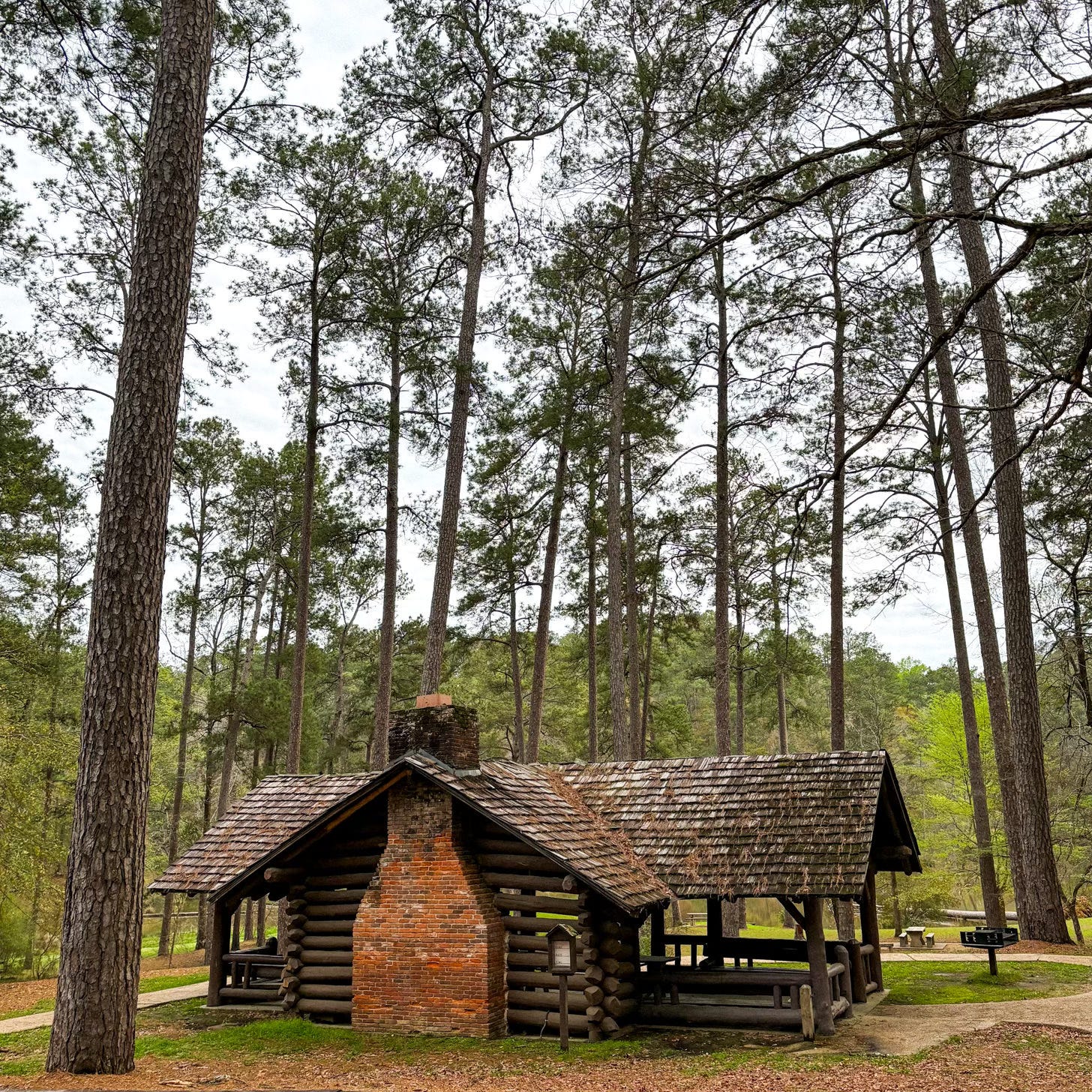 A rustic log shelter with brick fireplace surrounded by tall pine trees