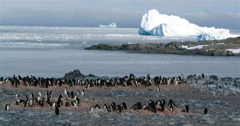 DDT showing up in Antarctic penguins - CSMonitor.com