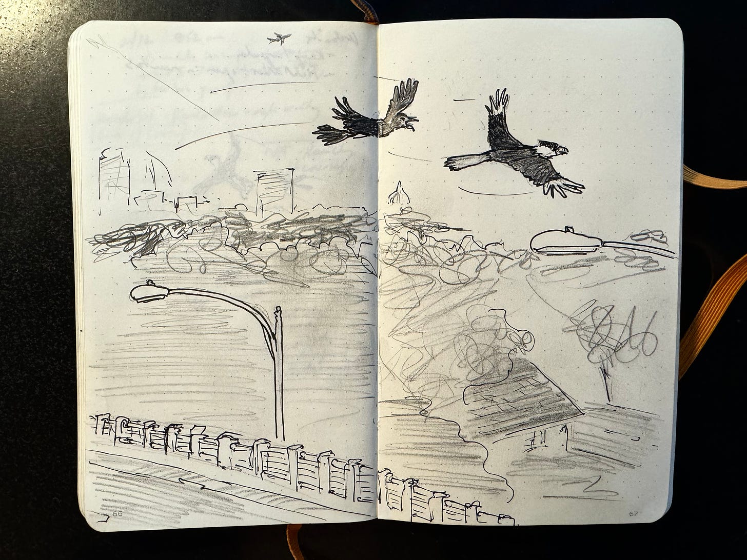 Author's sketch of a grackle chasing a caracara in flight over East Austin