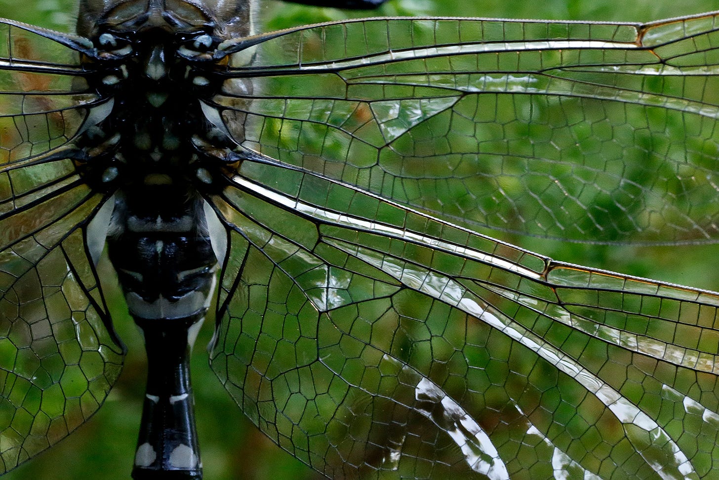 A Common Hawker dragonfly (Aeshna juncea) resting on the heather