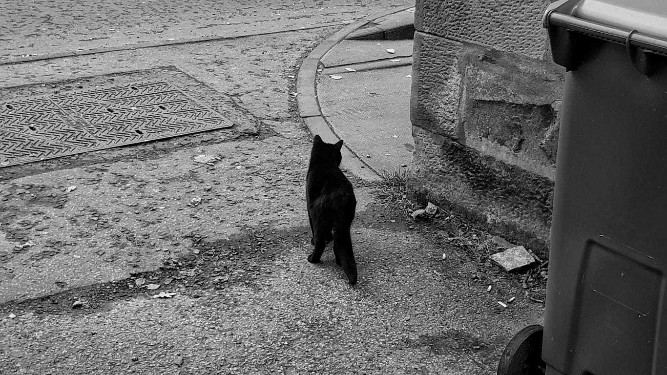 Medium shot of a black cat staring out from an alley at the world around