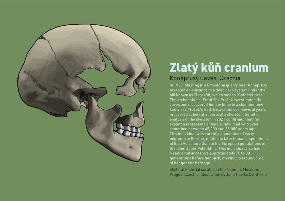 Zlatý kůň cranium with information