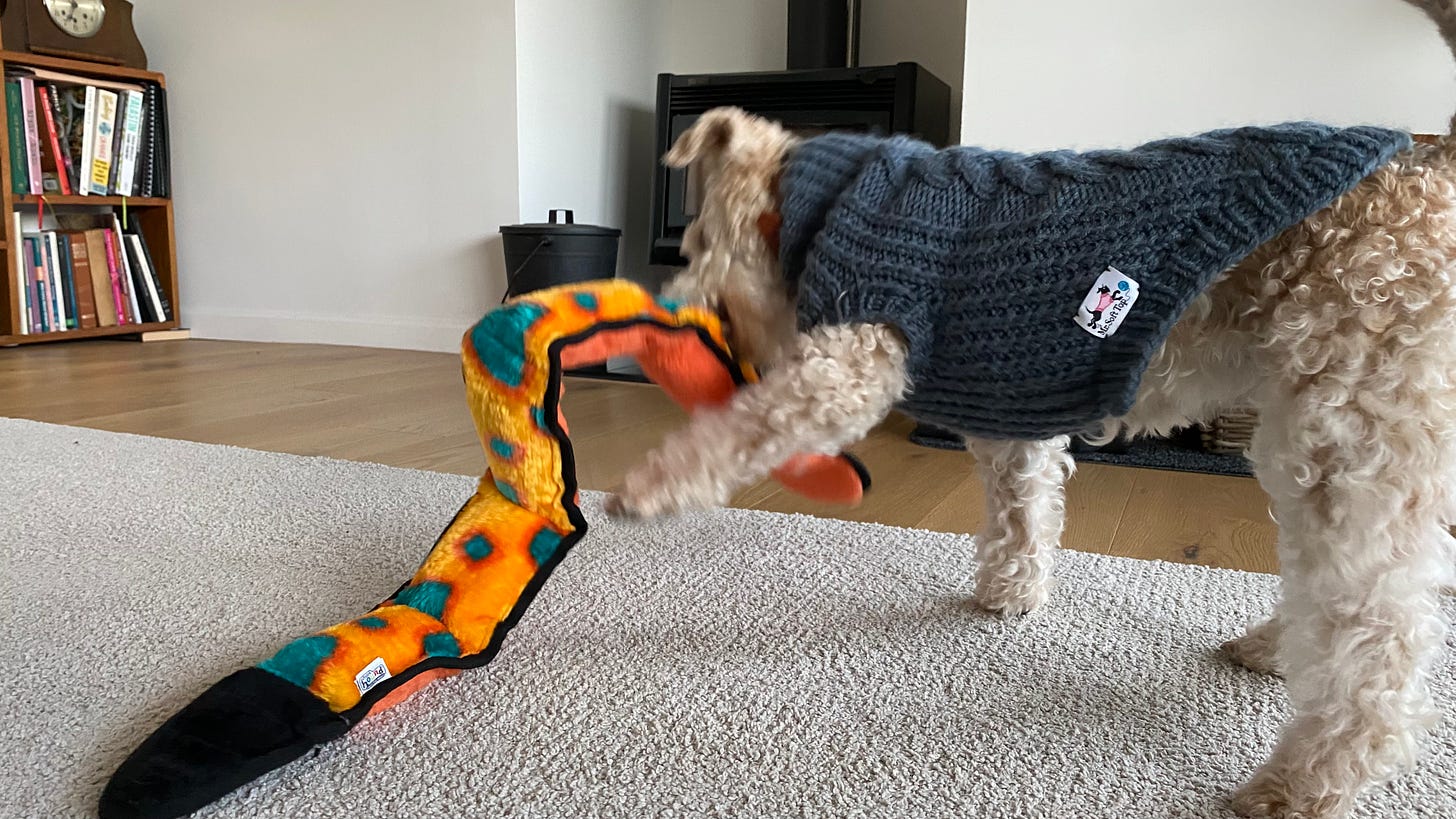 Nutmeg the lakeland terrier playing with her orange snake toy. There is a slight motion blur as she shakes her head. One paw is lifted, in the middle of playing.
