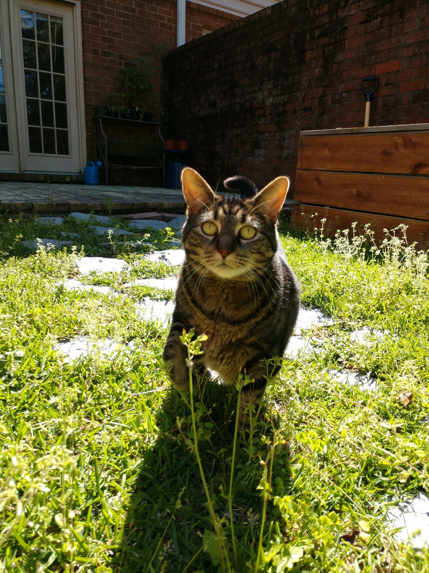 A tabby cat with big ears walks through a yard full of weeds
