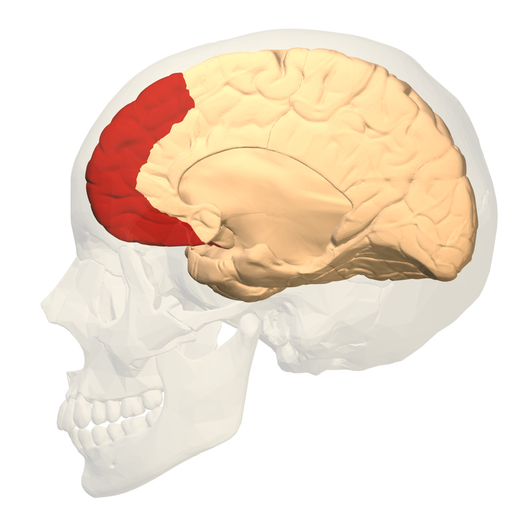File:Prefrontal cortex (left) - medial view.png - Wikipedia