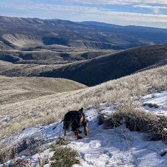 Black and brown dog running up a hill with a high desert mountain range in back drop