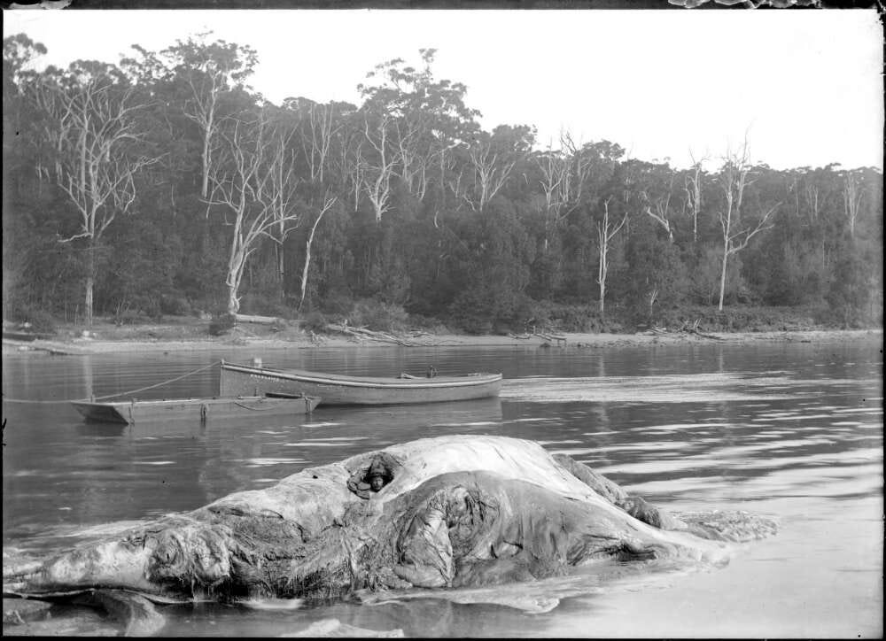 A photograph showing the carcase of a small whale in shallow water. A man’s head is poking out of the whale’s side. He is wearing a hat and looking at the camera. In the background, there are two small boats and a shoreline thickly populated with trees. 