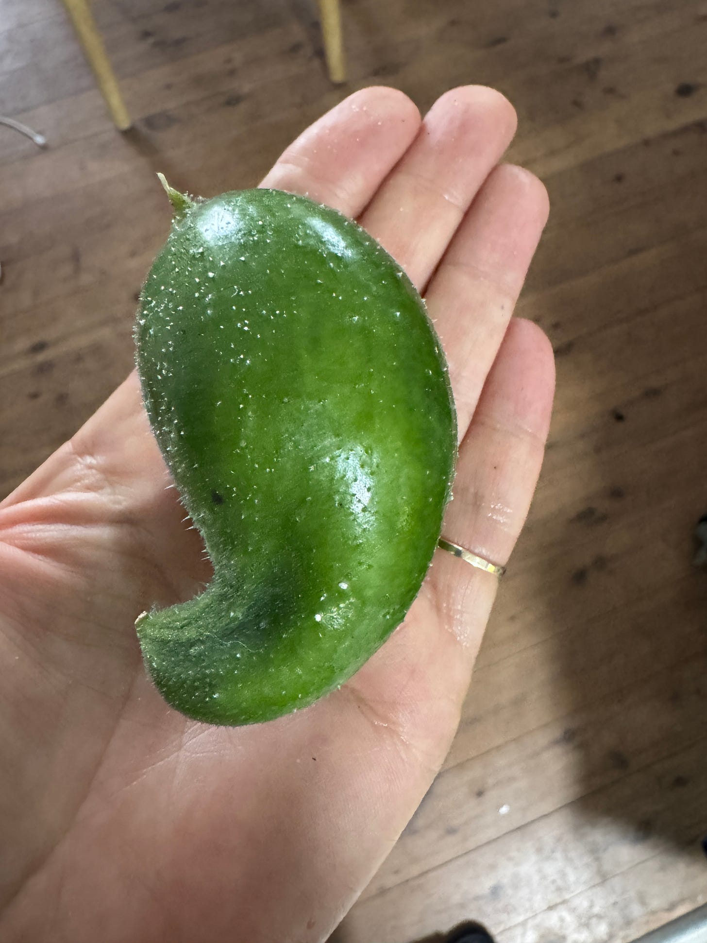 homegrown cucumber 