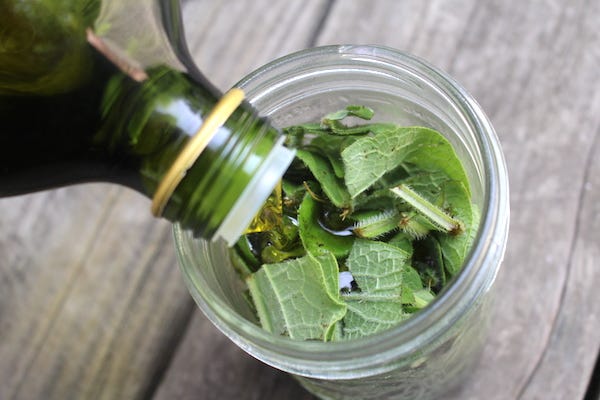 Pouring oil over comfrey leaves to make an infused oil.