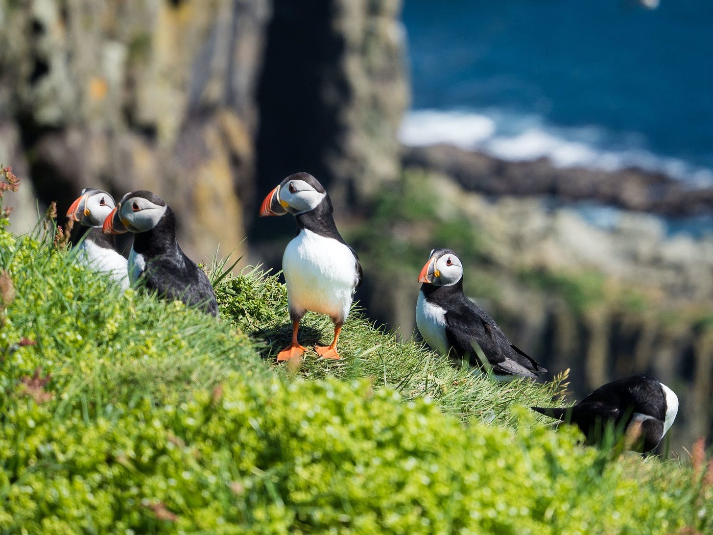 Hiking to See Puffins on Mykines in the Faroe Islands