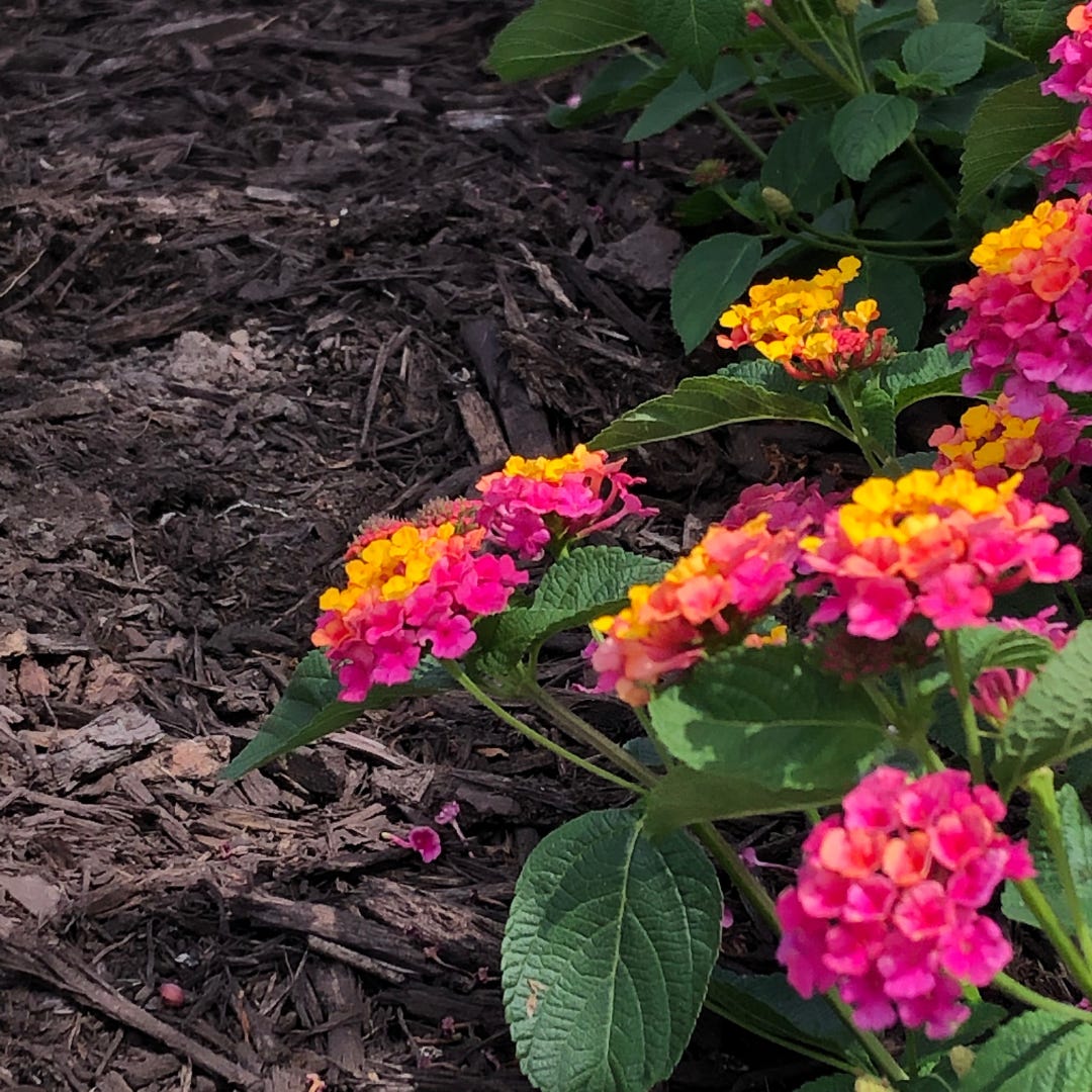 Brilliant pink-and-fire lantanas grow beside a patch of dark, mulched earth