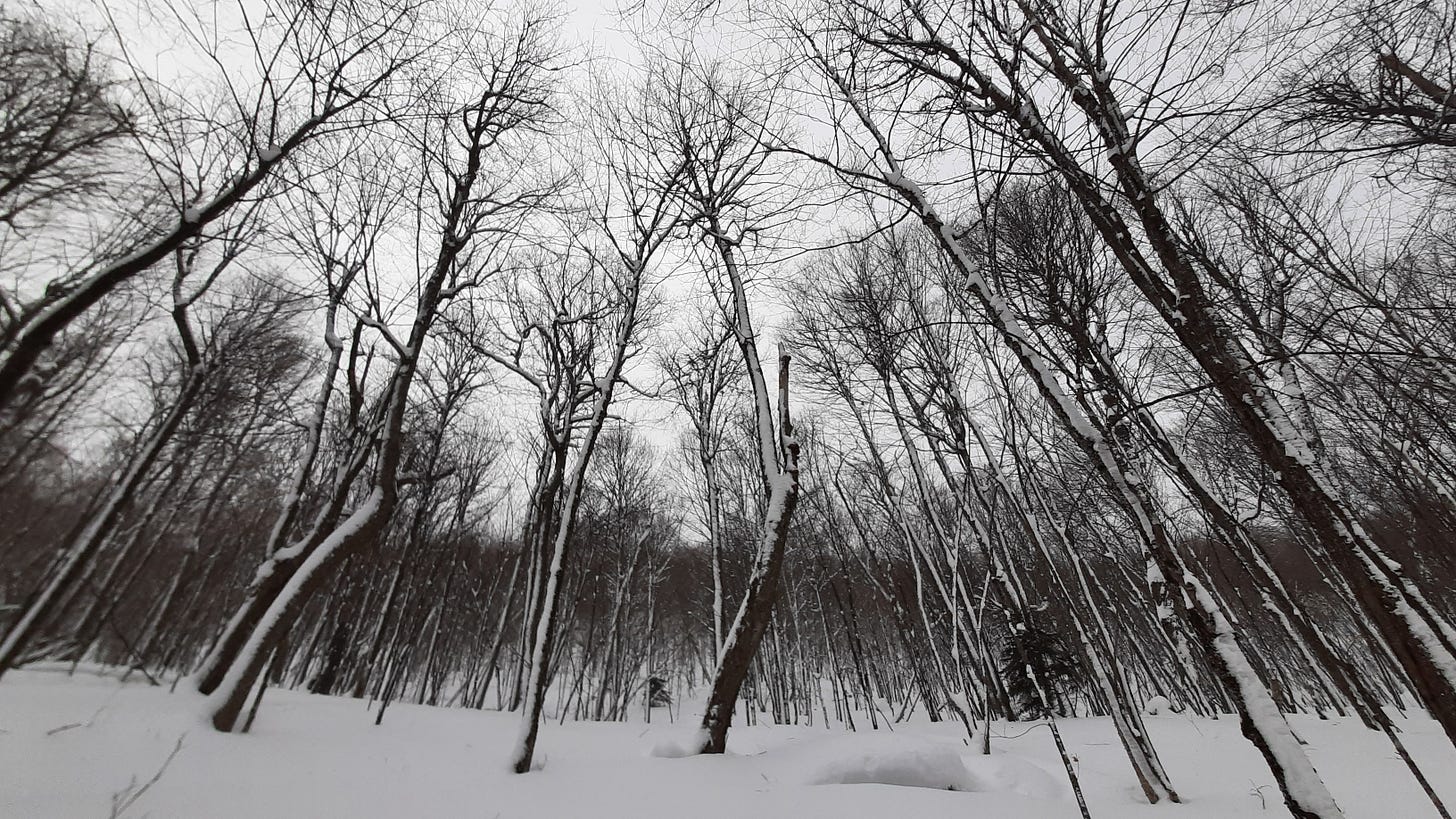 Open hard wood forest with snow on the ground and stuck to the trees