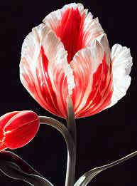 Semper Augustus: History's Most Famous Tulip – Amsterdam Tulip Museum