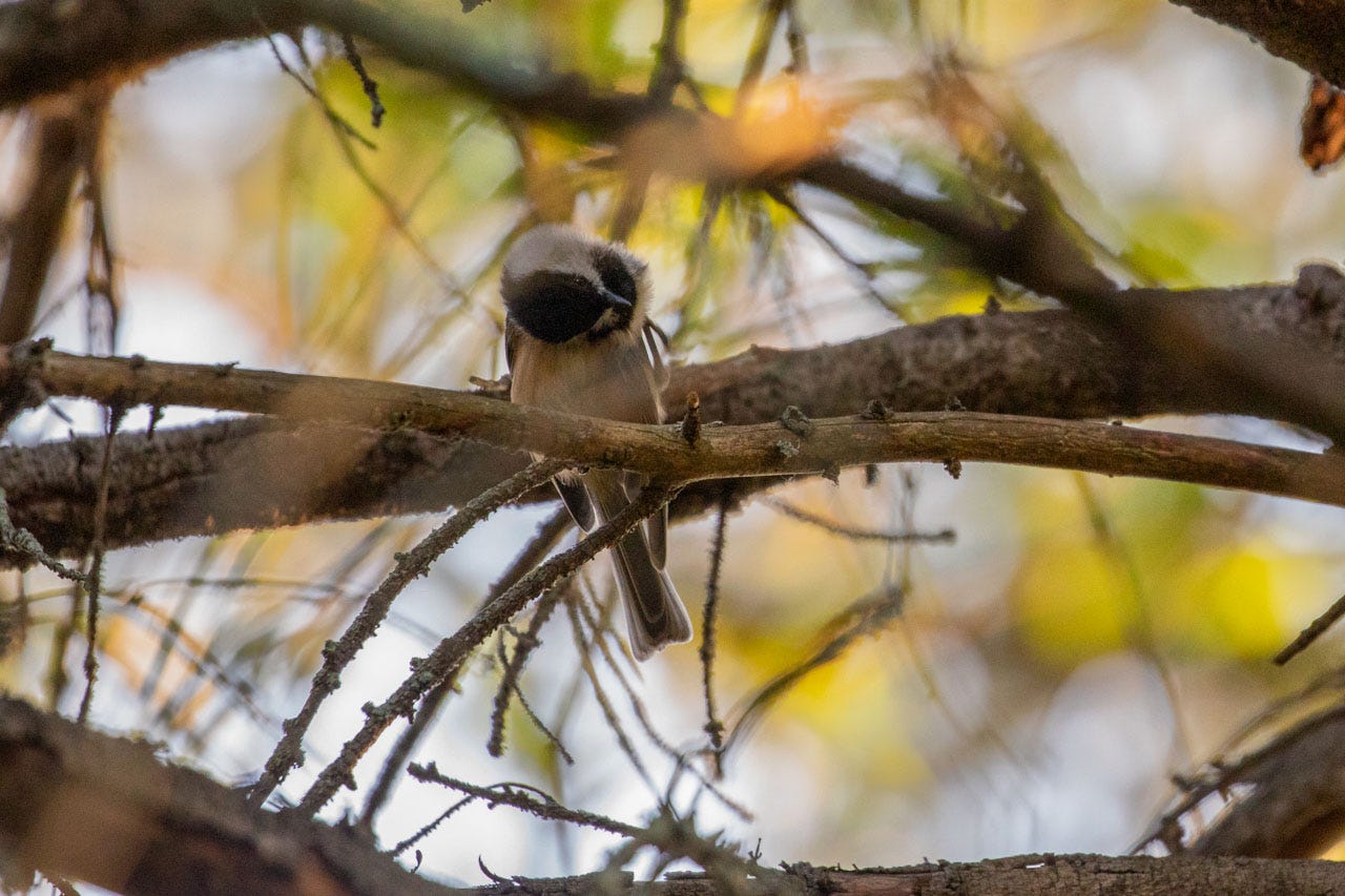 A close-up of a Black-Capped Chickadee on a branch slightly above the camera. The background is composed of more branches and spiky twigs, blurry green leaves lit golden around the edges from the sunset. In the first photo the Chickadee has their head bent around upside-down as they scratch their neck
