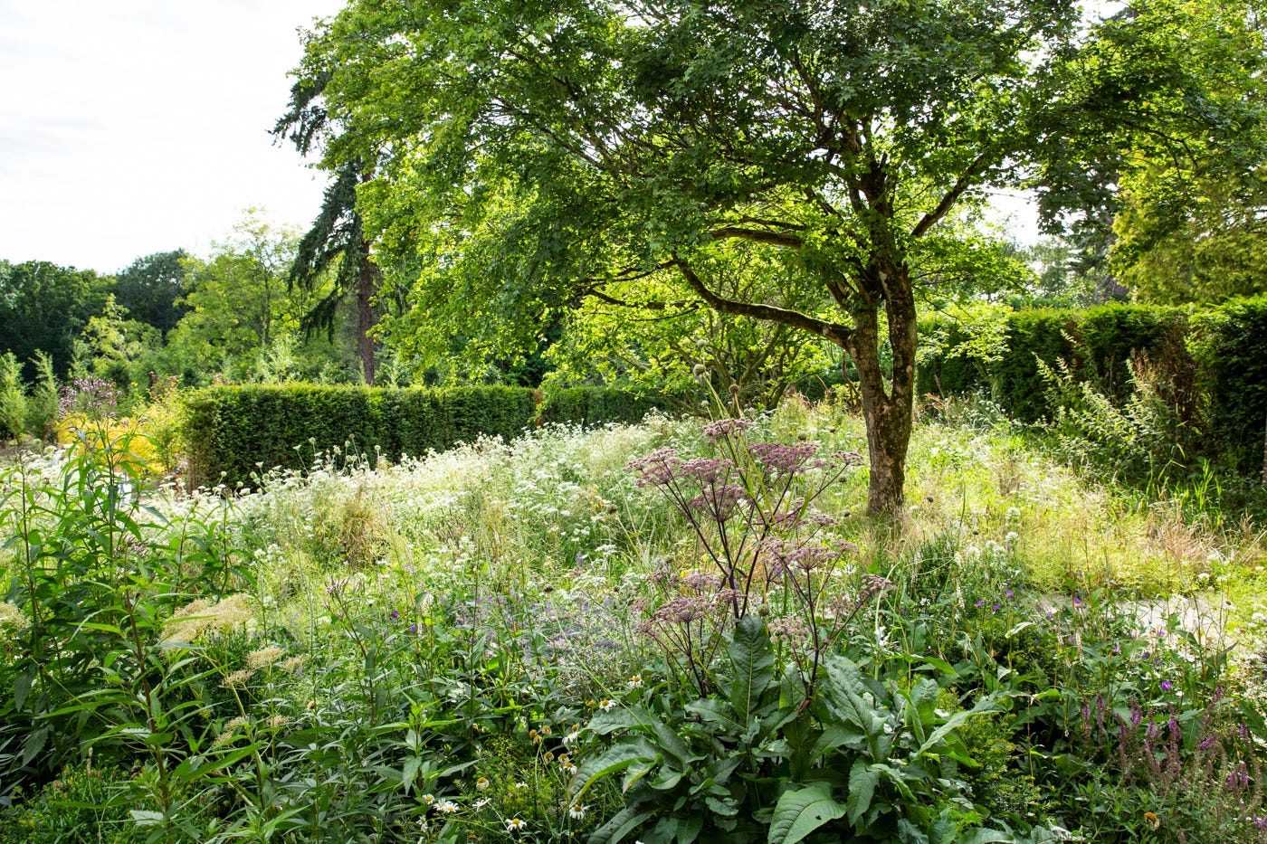 wildflowers and trees in a meadow with a yew hedge and tall trees