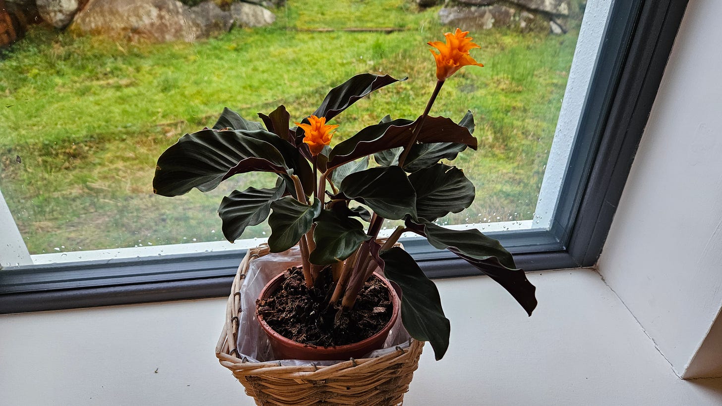 Photo of a calathea crocata plant taken by Clarice Dankers