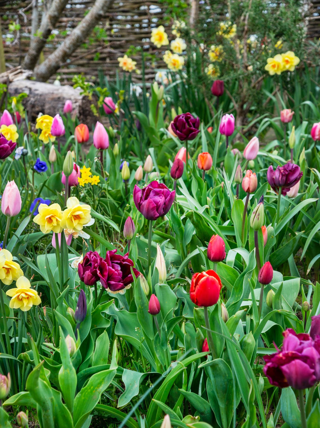 brightly coloured tulips and daffodils in a cottage garden