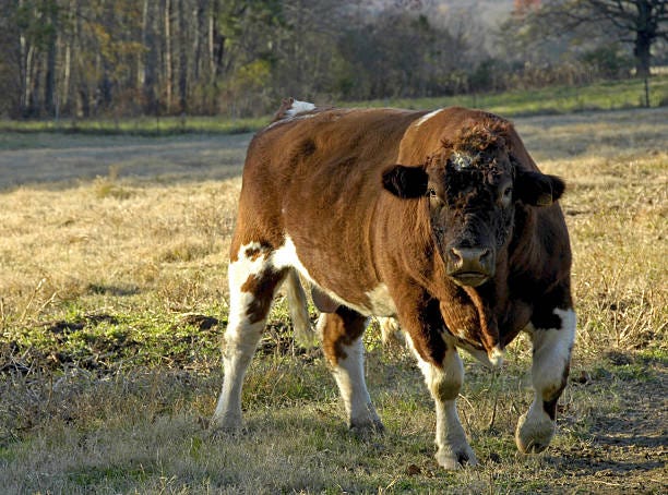 Shorthorn Bull  shorthorn cattle stock pictures, royalty-free photos & images