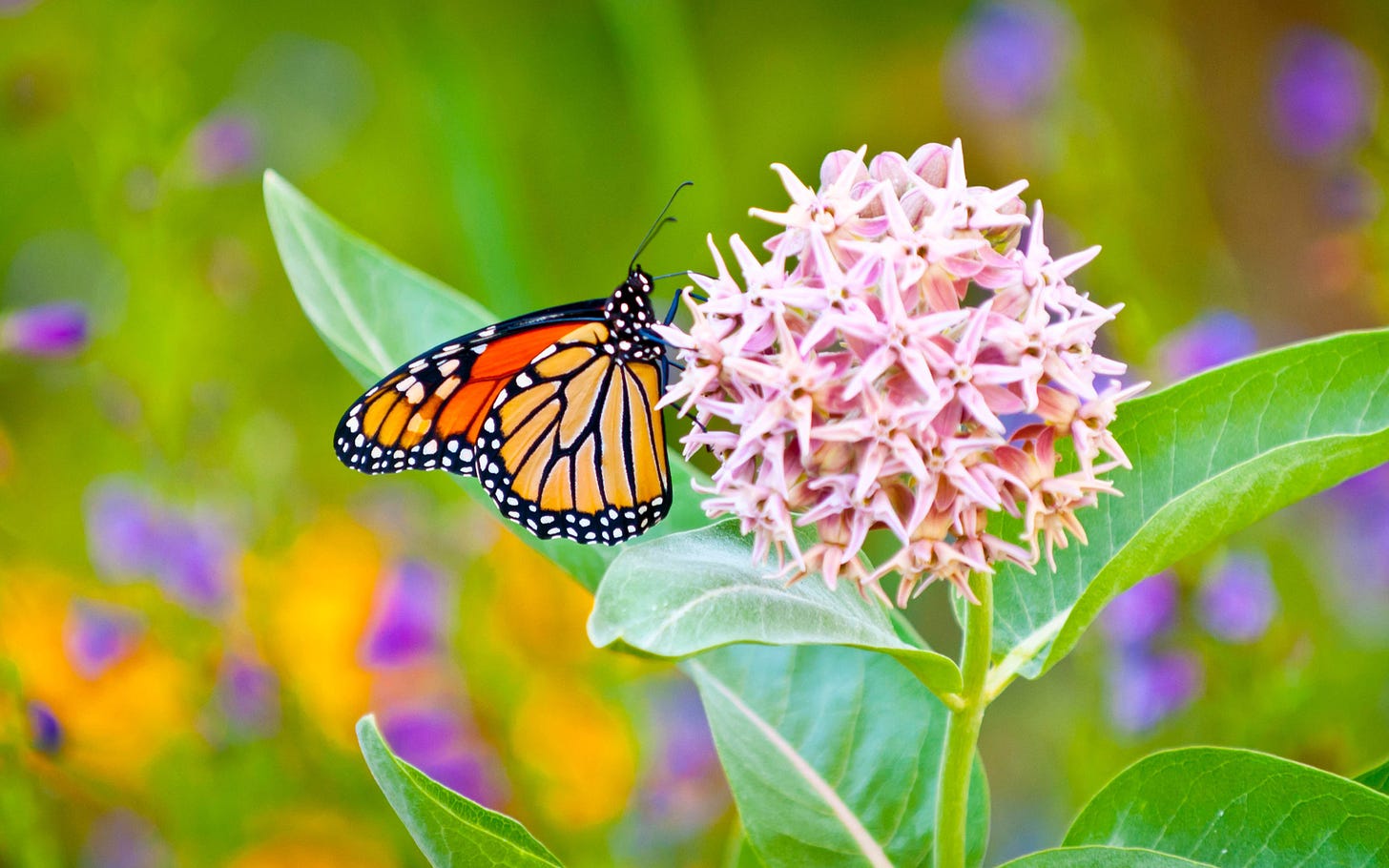 Download "Milkweed" wallpapers for mobile phone, free "Milkweed" HD pictures