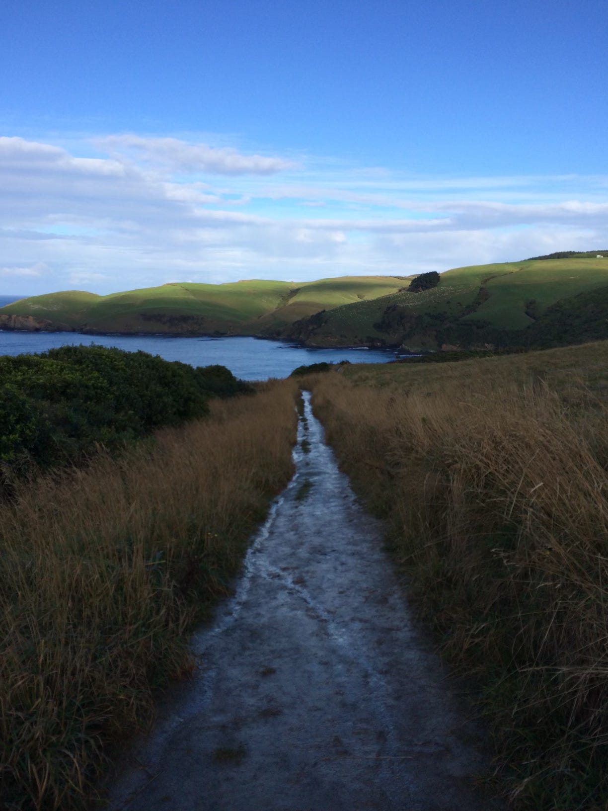 New Zealand walking path