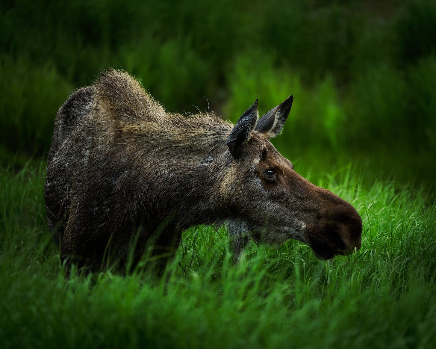 A female moose grazing in Chugach State Park.