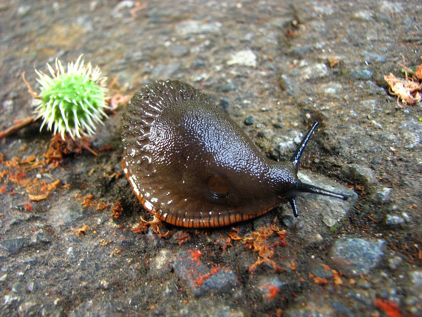 a slug in the dirt a slug in the dirt
