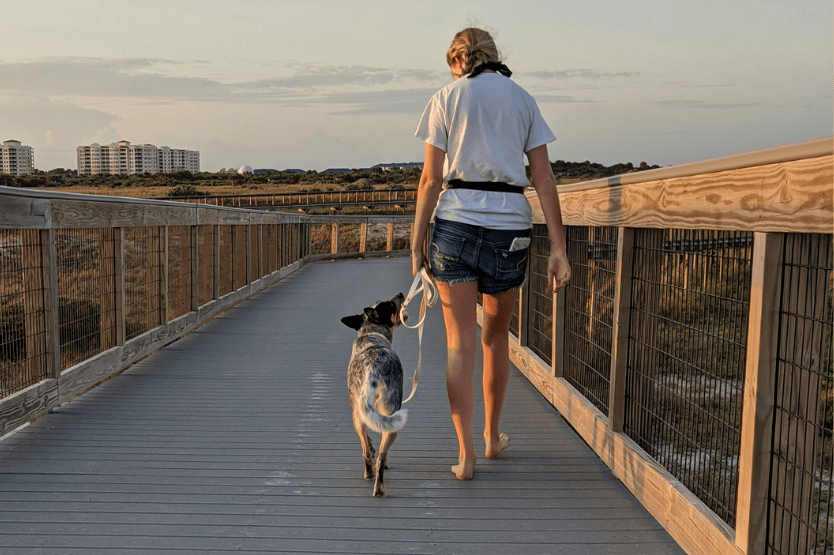 Scout the Australian cattle dog walks in a loose leash heel position next to her owner on the boardwalk at New Smyrna Dunes Dog Beach