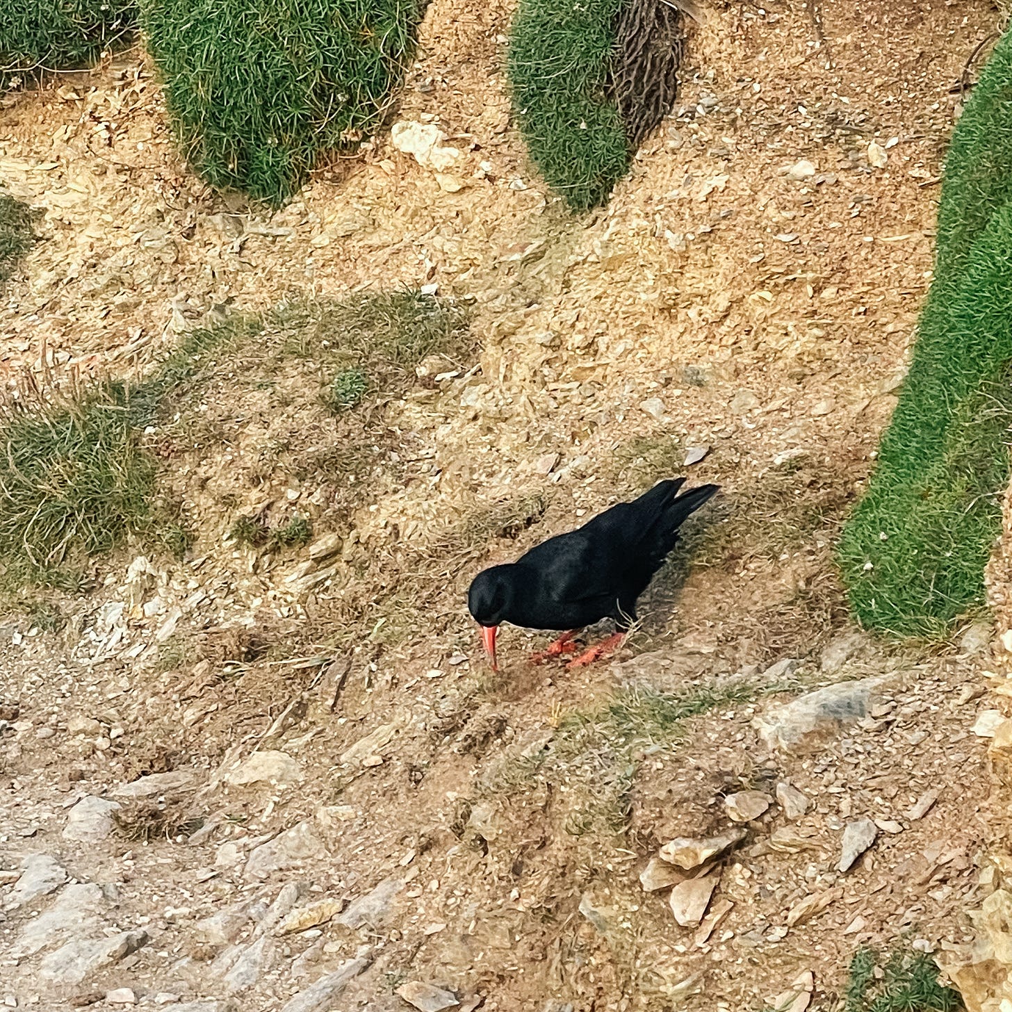 A chough (a black bird with a red bill and legs) pecks at loose earth