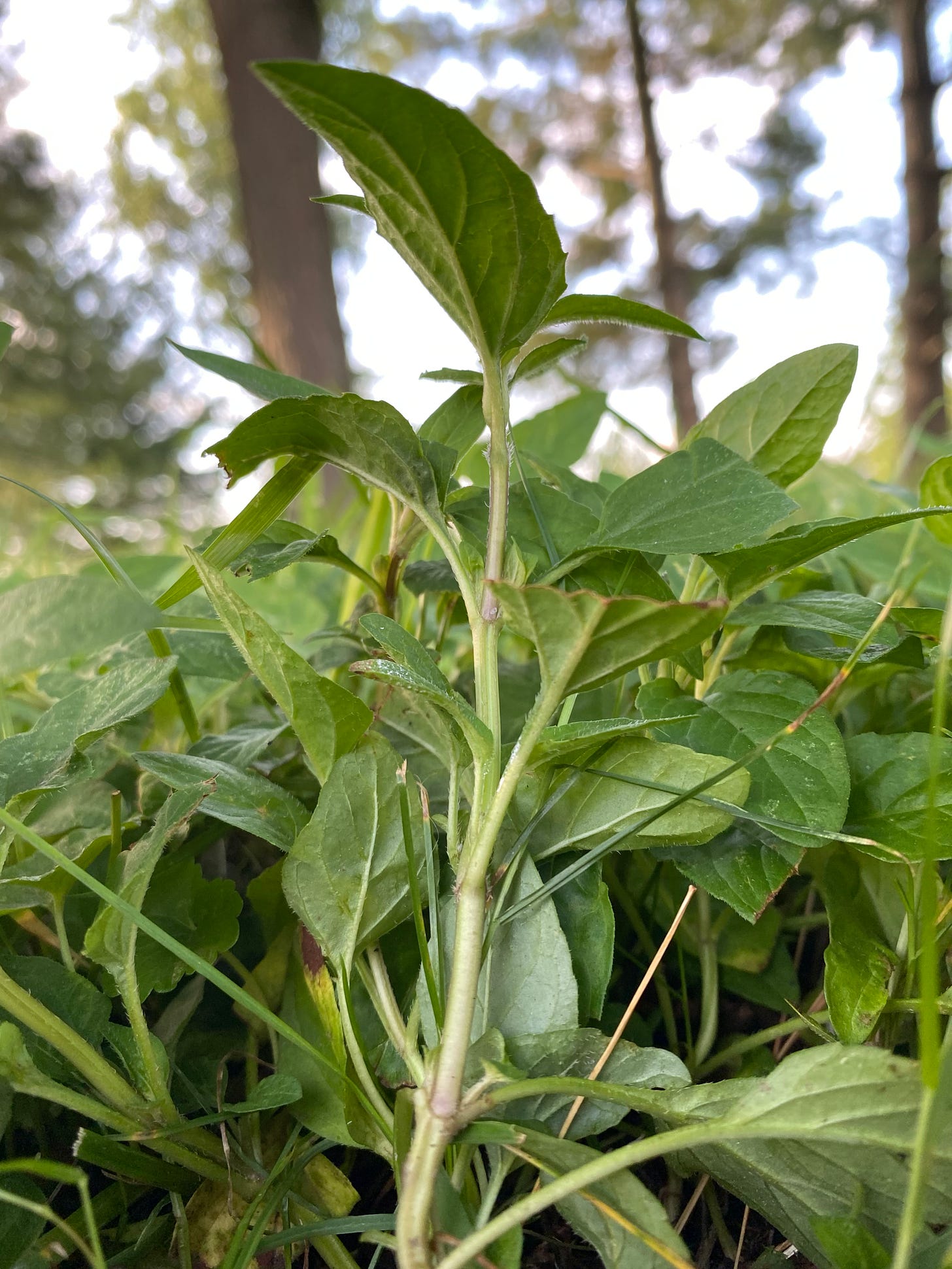 underside of leaves Prunella vulgaris heal all