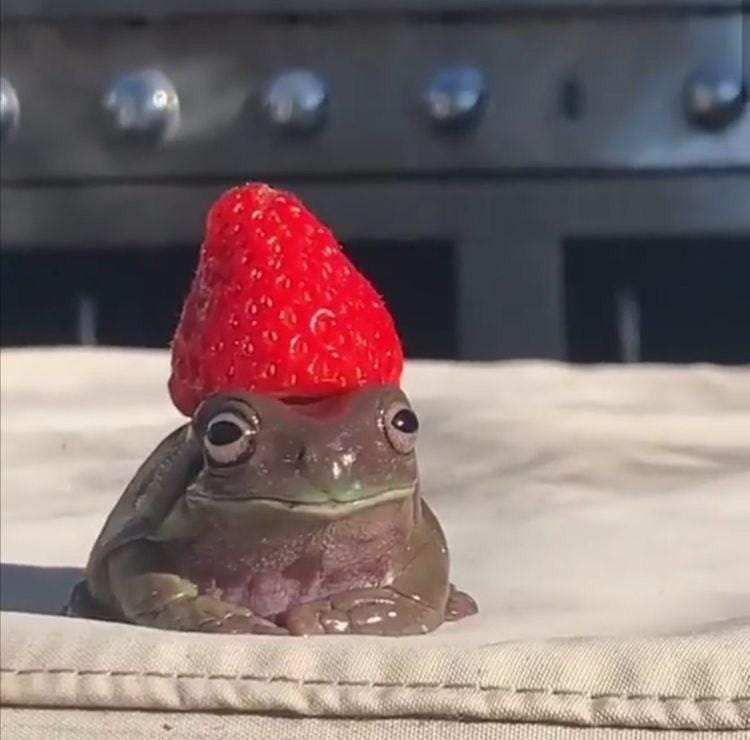 Can someone put this frog in a frying pan on top of a fried egg, and with a raspberry  hat (instead of a strawberry hat) ? : r/picrequests