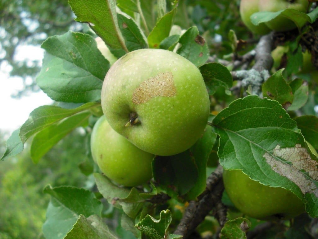 green apple