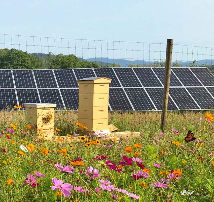 A honeybee hive at Magee Hill, photo courtesy of Bee the Change