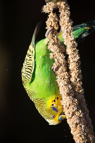 Inverted Budgie Eating Millet