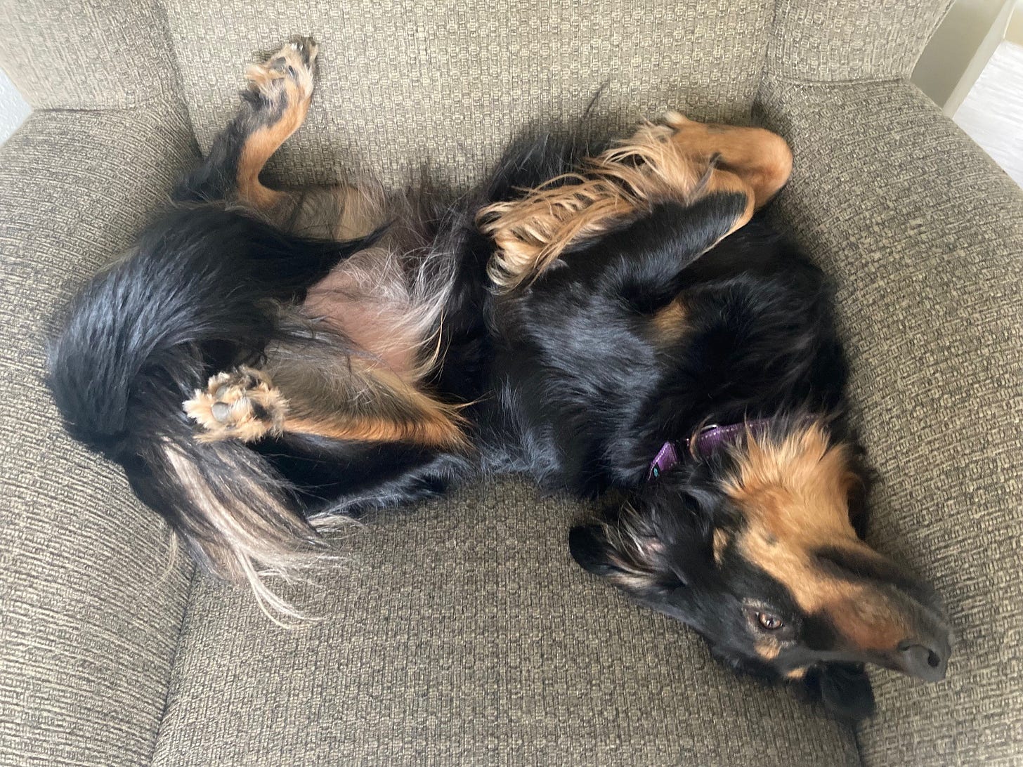 Black and brown dog lying on her back on a green chair