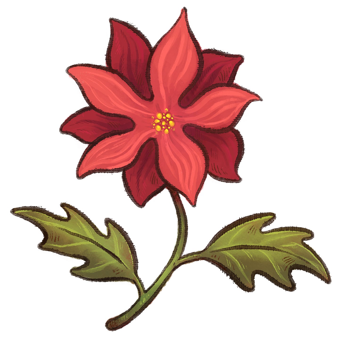 A handdrawn digital illustration of a stylized poinsettia flower.