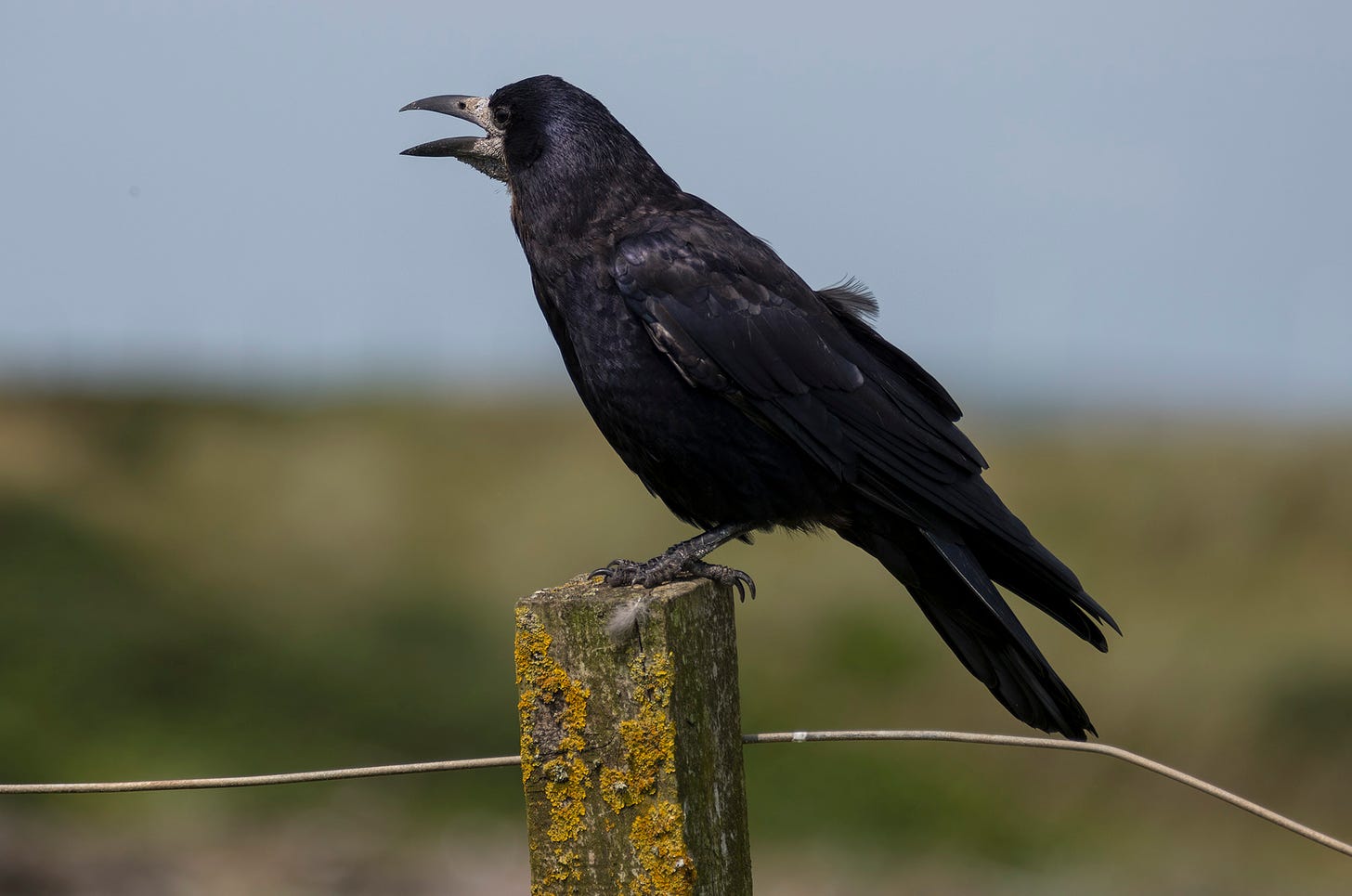 Photo of a rook perched on a fence post with its beak open