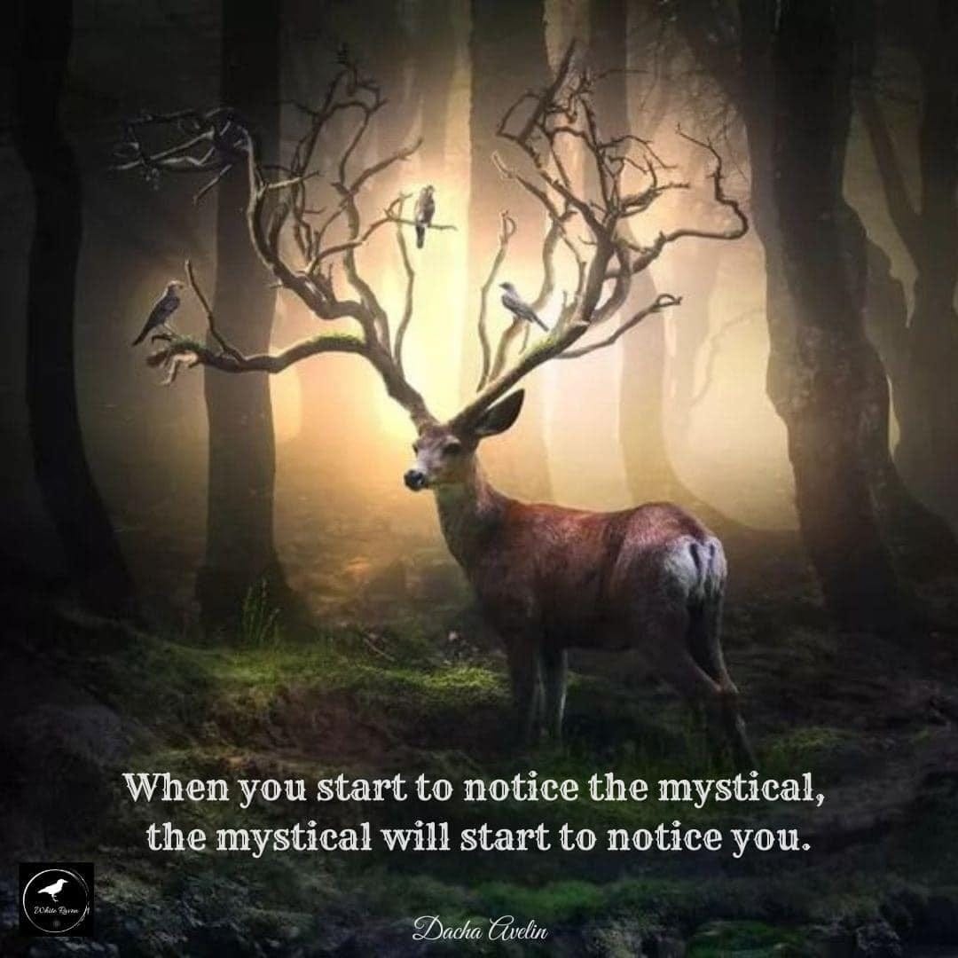May be an image of deer, tree and text that says 'When you start to notice the mystical, the mysticał wil start to notice you. Dacha Avelin'