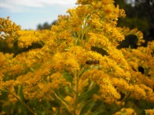 Goldenrod