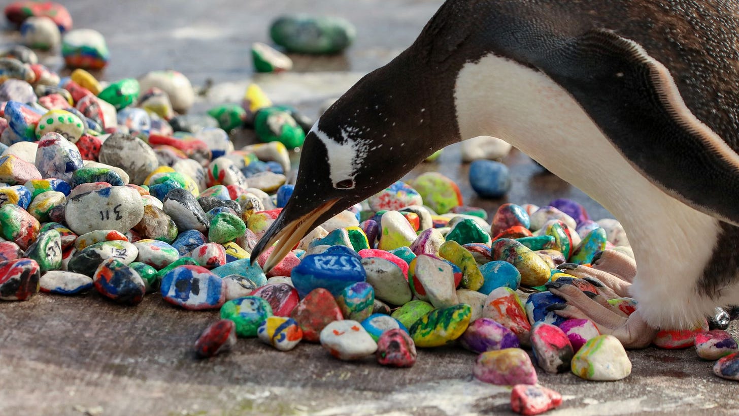 gentoo penguin looking at painted pebbles IMAGE: Rhiordan Langan-Fortune