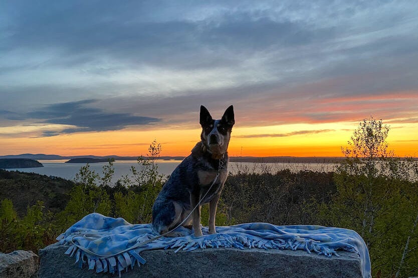 Scout the blue heeler poses on a rock at an overlook in Acadia National Park in the early morning sunrise ligh