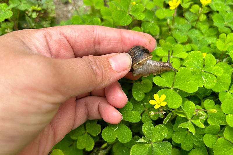 A hand holding a small garden snail.