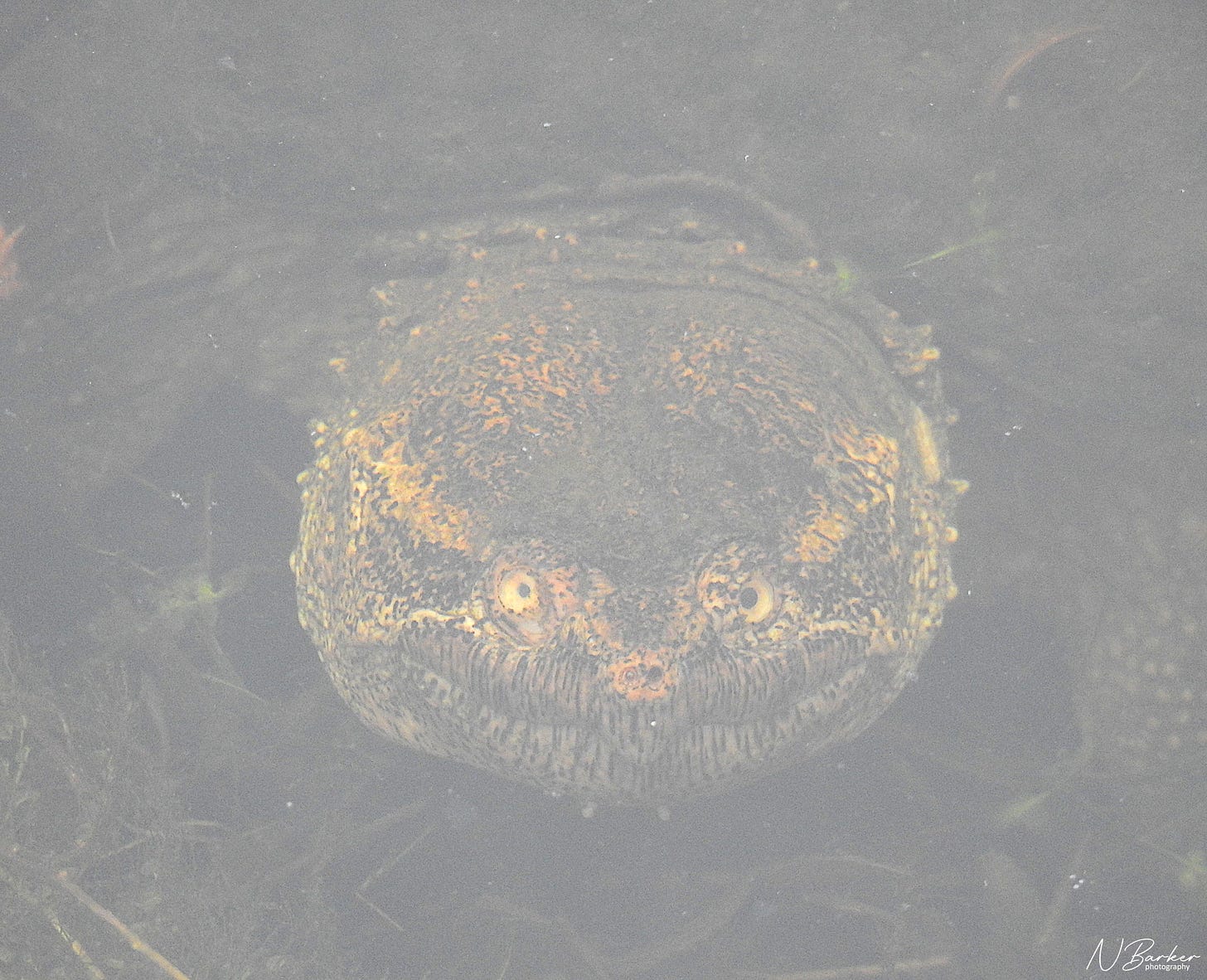 Snapping turtle