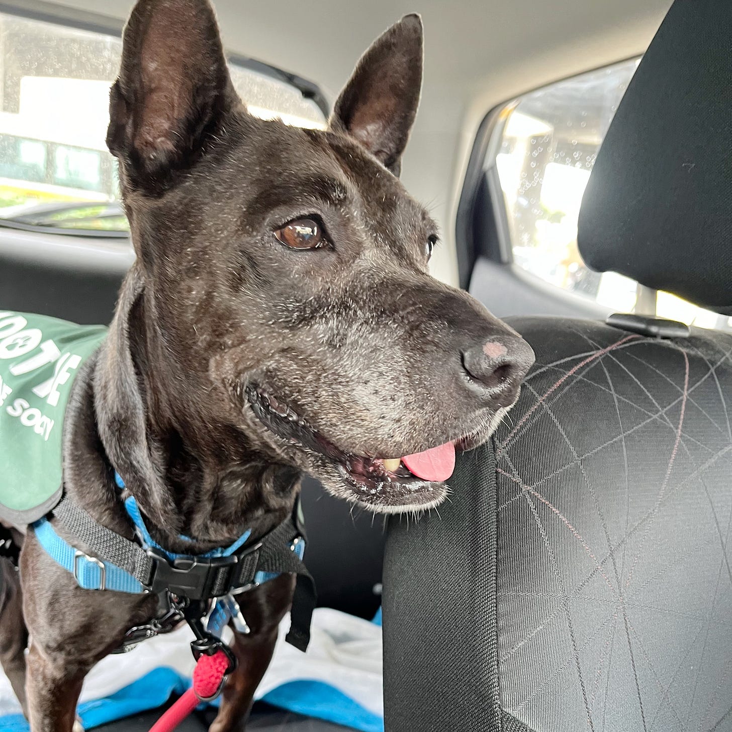 Dark gray terrier mix dog standing in the back seat of a car looking happy.