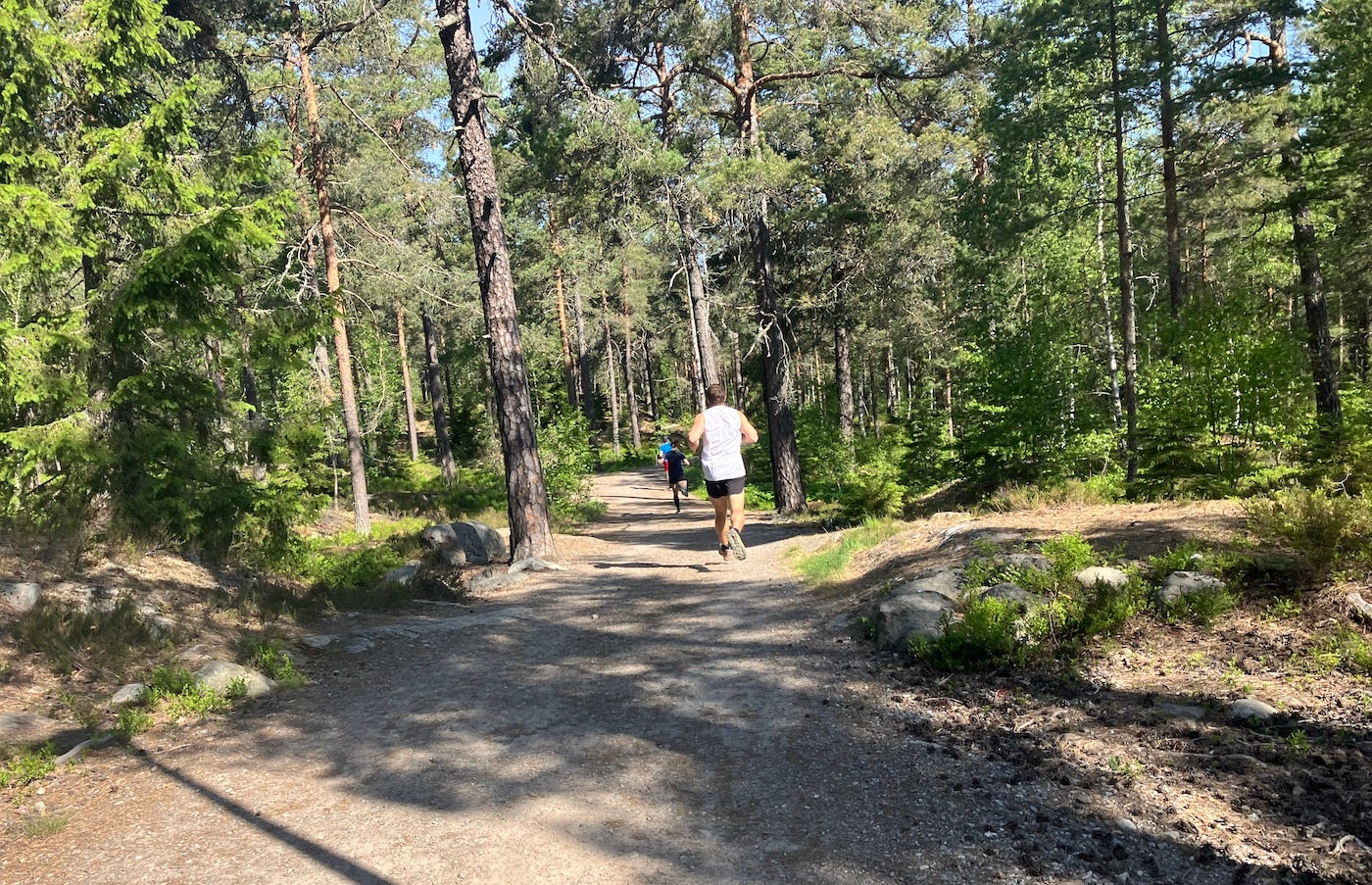 Hard path surrounded by pine trees