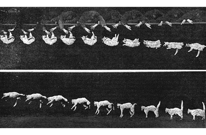 Falling Cat - 1894 film by Etienne-Jules Marey, first showed how cats land on their feet.