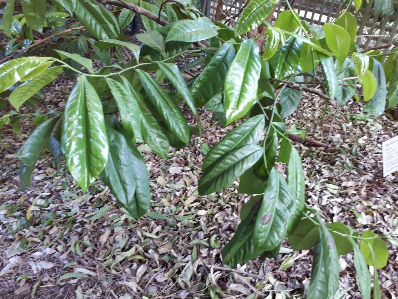 Eupomatia laurina [bolwarra foliage] sml.jpg