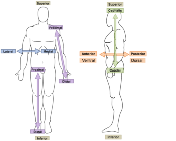 Anatomical Orientation and Directions | Human Anatomy and Physiology Lab (BSB 141)