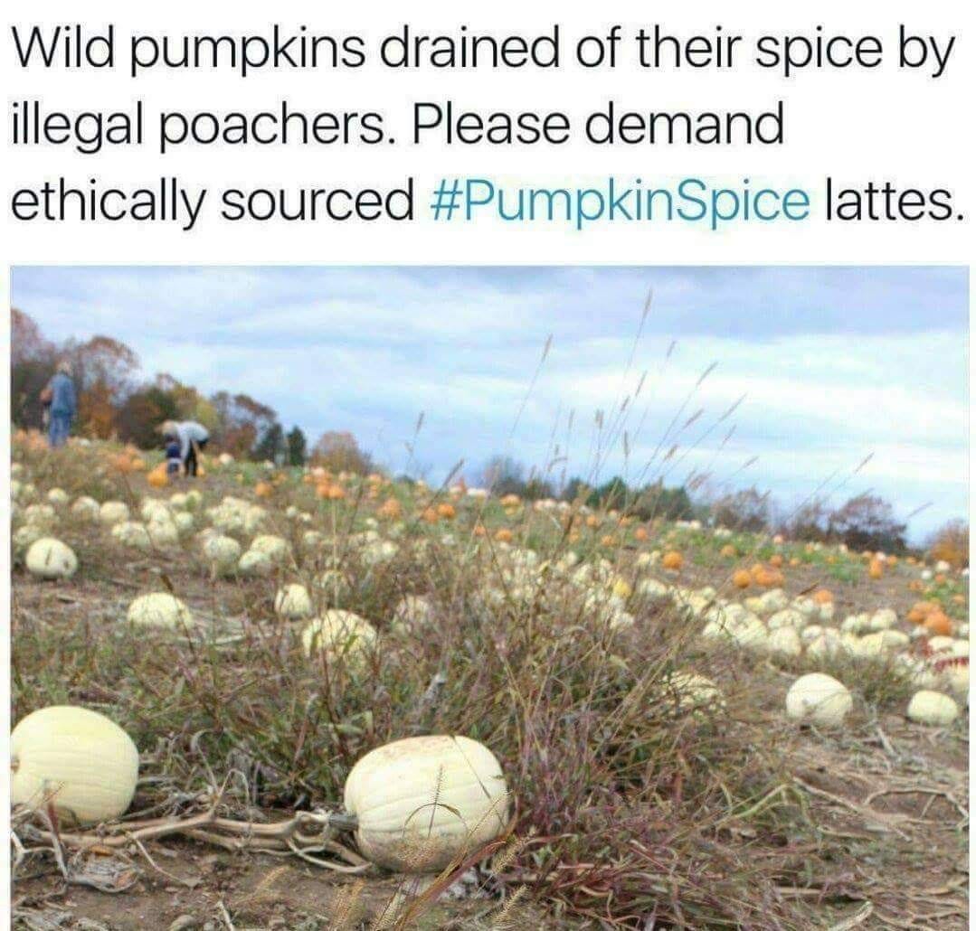 Photo shows pumpkins in the filed, They are all creamy white instead of bright orange, like the pumpkins we are familiar with. This is a natural variation, of course. 

Text reads: Wild pumpkins drained of their spice by illegal poachers. Please demand ethically sourced #PumpkinSpice lattes.

