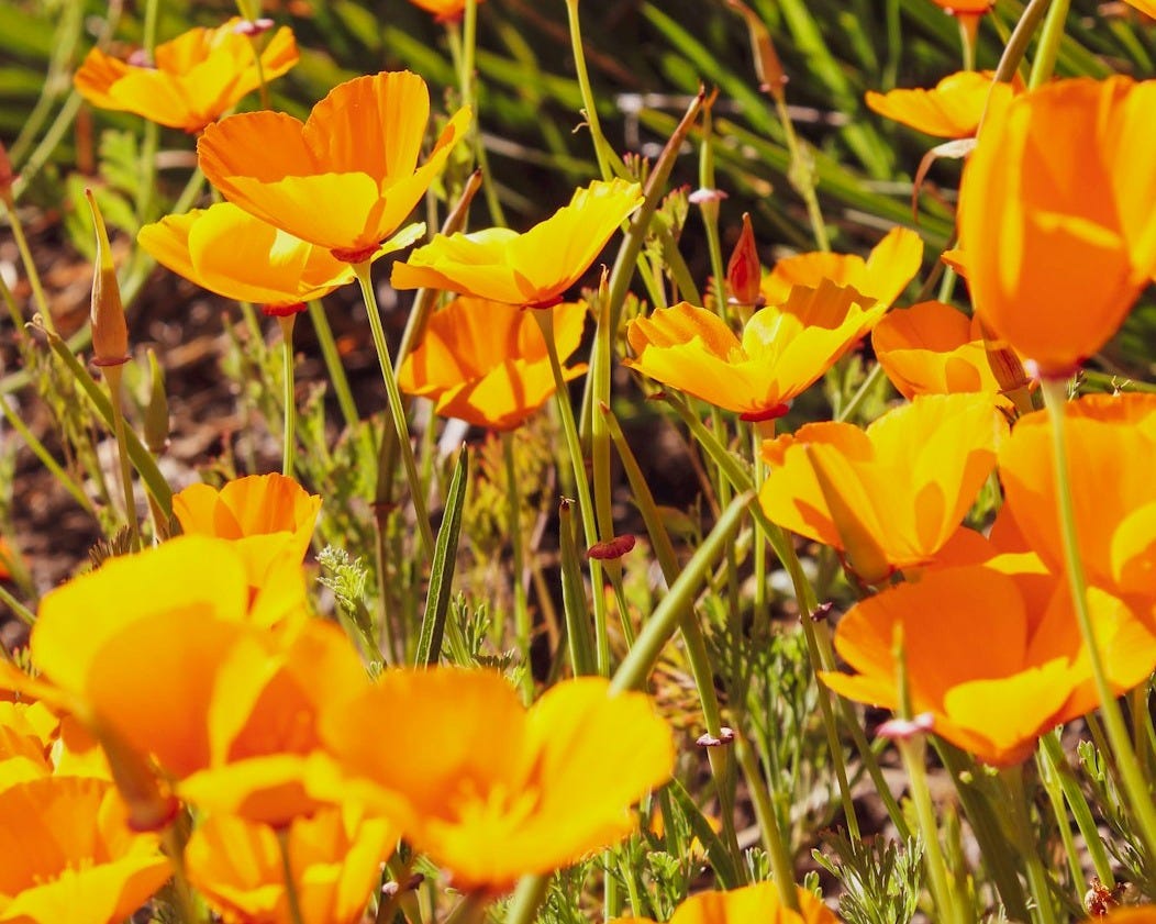 a group of orange flowers a group of orange flowers