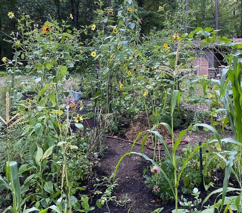 permaculture garden with sunflowers